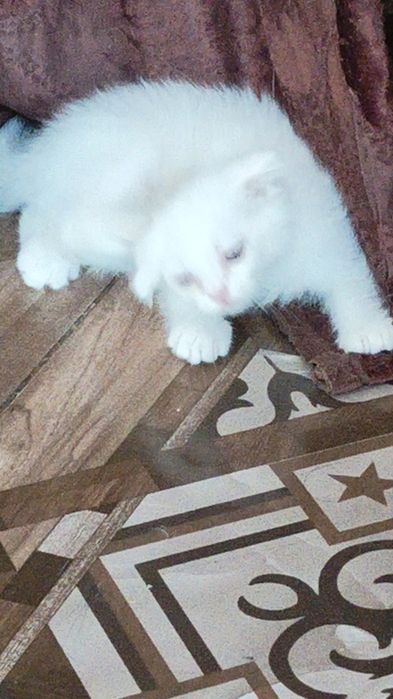 Котята Скоттиш фолдики , упитанные, ухоженные красавчики.