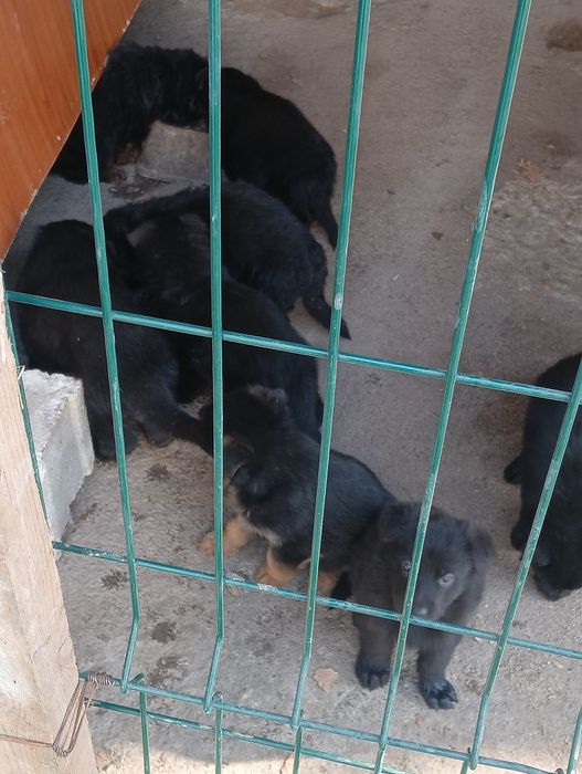 Продаются щенки немецкой овчарки