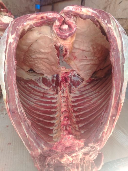 Мясо Конина Байтал