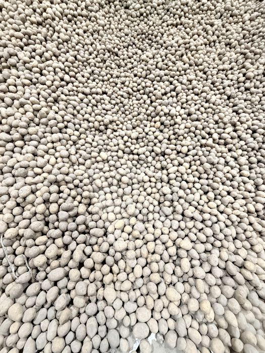 Продам семена картофеля Гала