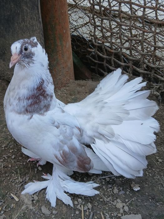 Porumbei voltați indieni