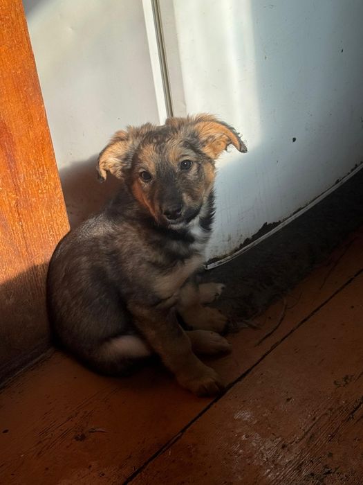 Отдам щенят бесплатно