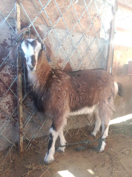 Занен ешкі сатылады