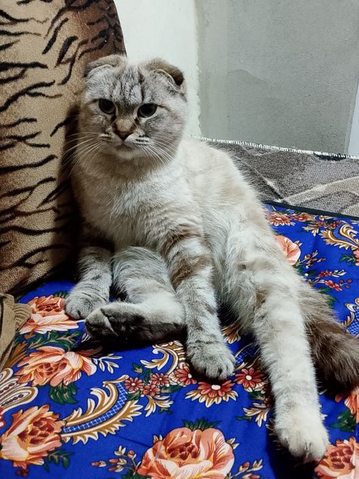 Кошка по имени Ласка