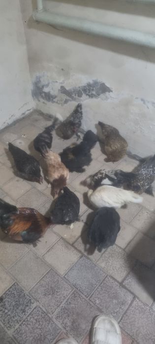 Yapon tovuq xoʻrozla sotiladi