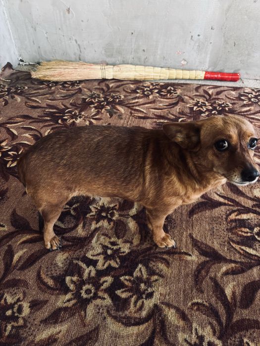 Чихуахуа  собака