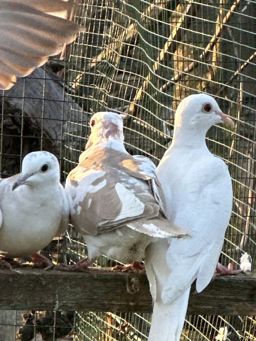 Turturele râzătoare