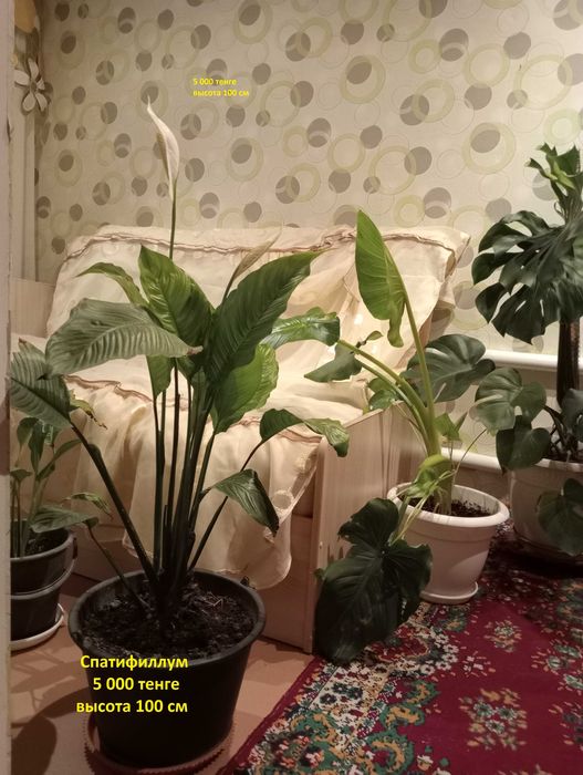 Цветы комнатные.