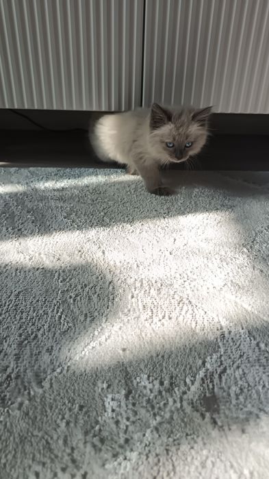 Котёнок мальчик породистый