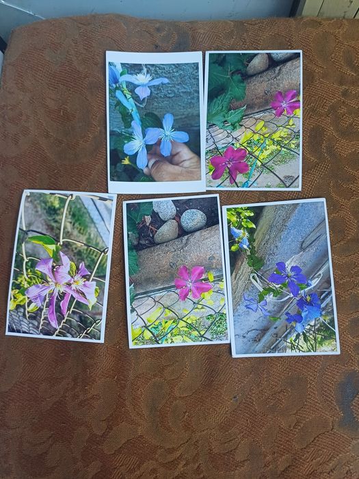 Продаю камчатскую жимолость