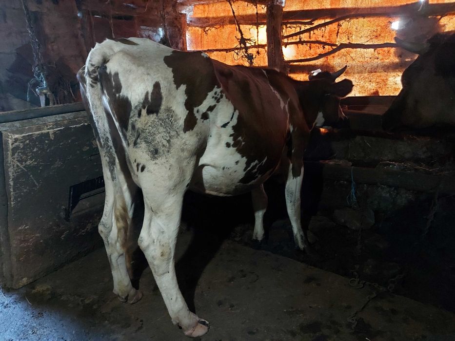 Vaci si vitei de vanzare