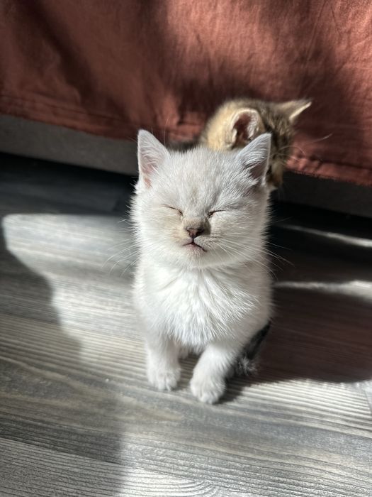 Продам шотладских котят