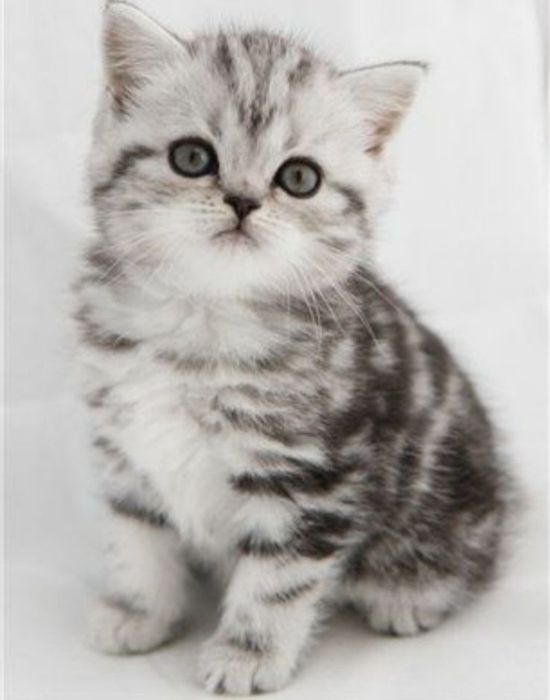 КоТяТа ШотЛандсКие