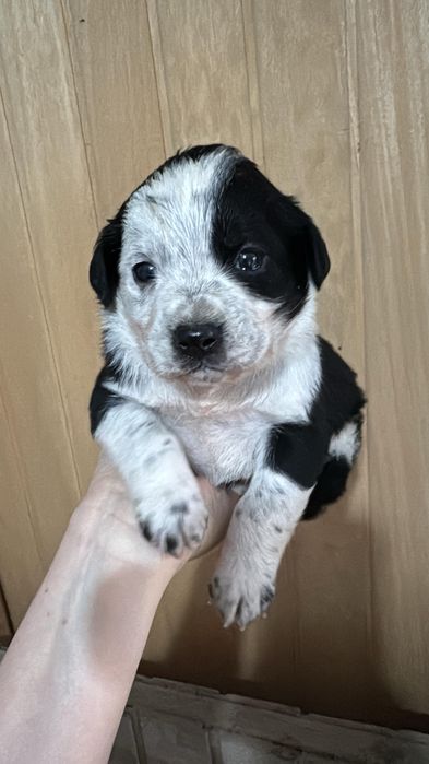 Отдам щенков русского спаниель