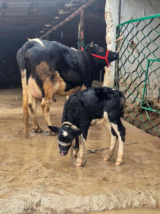 Сиыр сатылады 12лит сутті бар