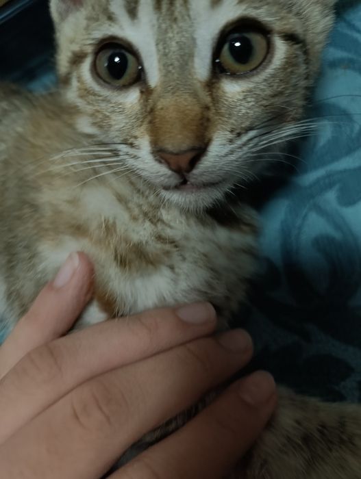 Отдают котенка БЕМПЛАТНО в хорошие руки
