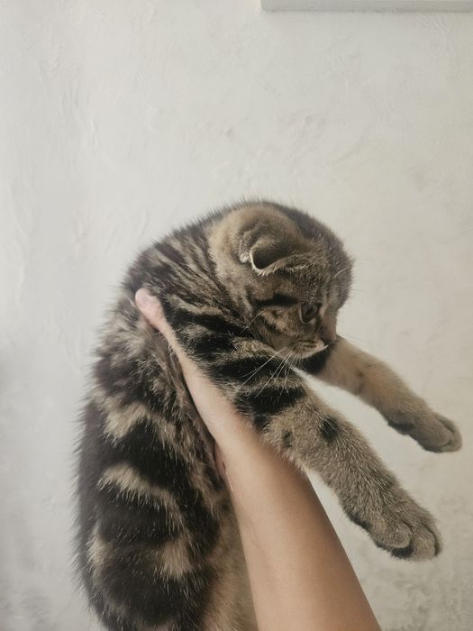 Котенок скоттиш страйт