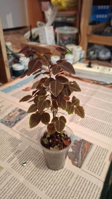 Комнатные цветы молодые