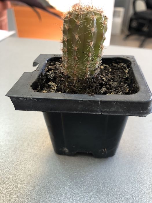 Кактус многолетний