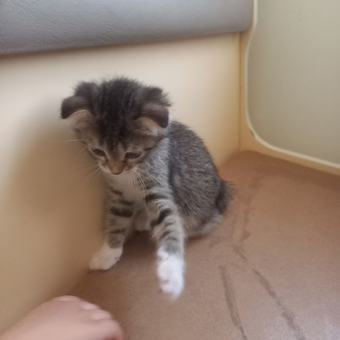 Вислоухий котёнок 1,5 мес {дев}