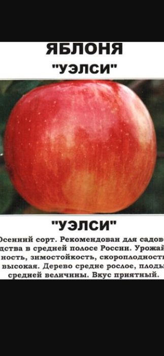 Продажа Саженцев Павлодар