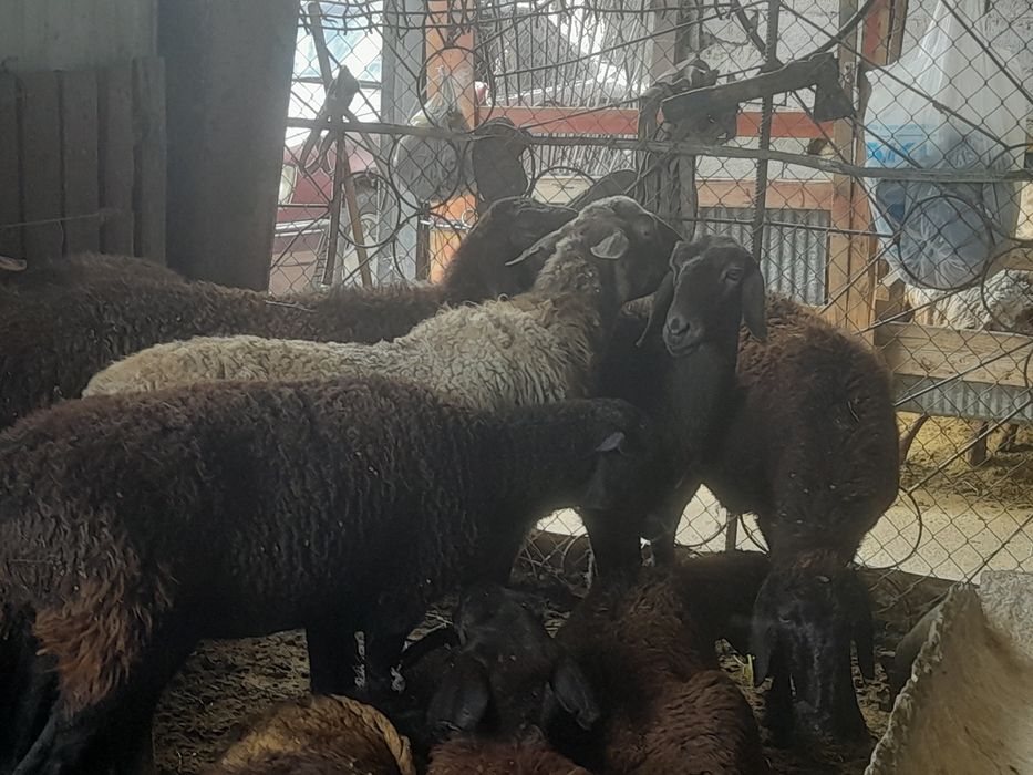 Шаруа койлар сатылады