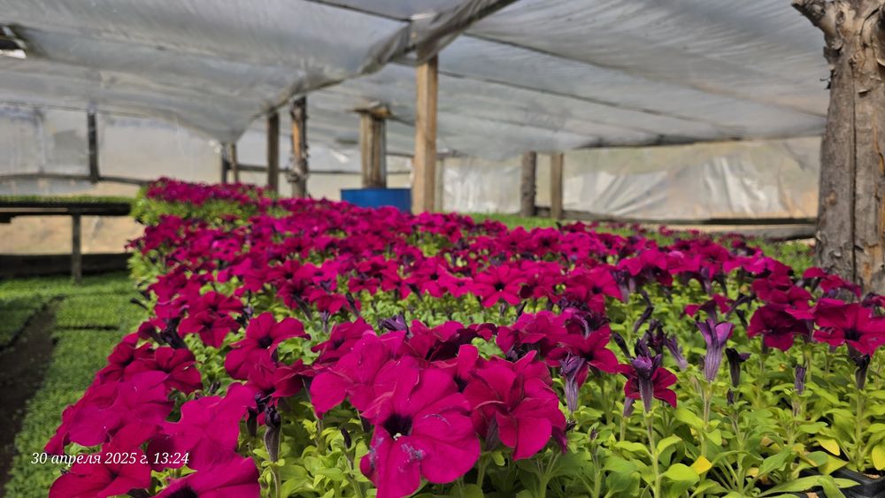 Рассада петуния тайшан тагетес