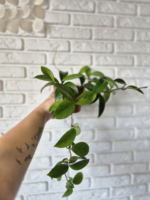 Продам Хойя мясистая