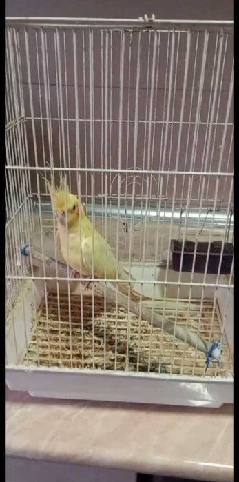 Поппугай Карелла