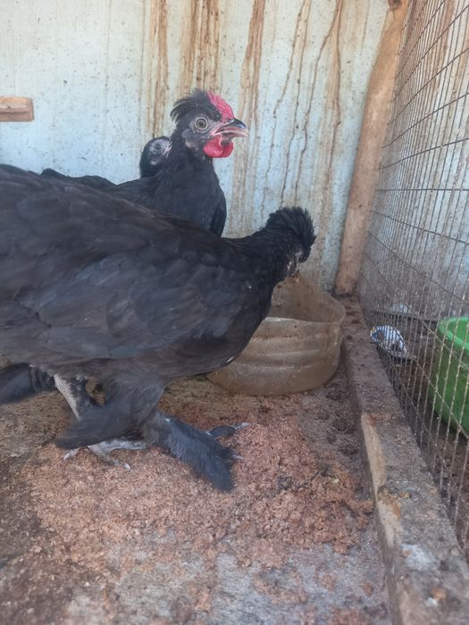 dekorativ jojala bor