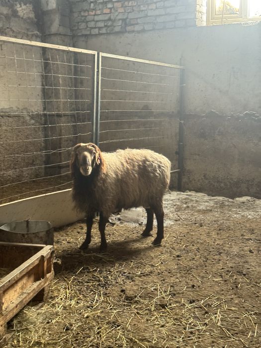 Кошкар, производитель