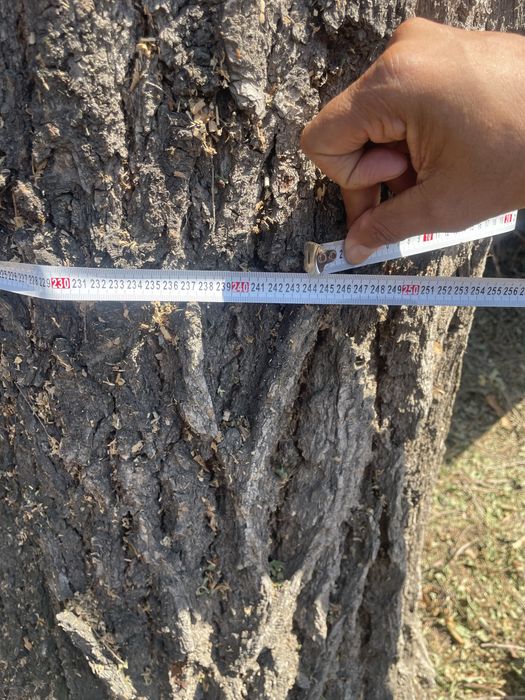 Продам карагач