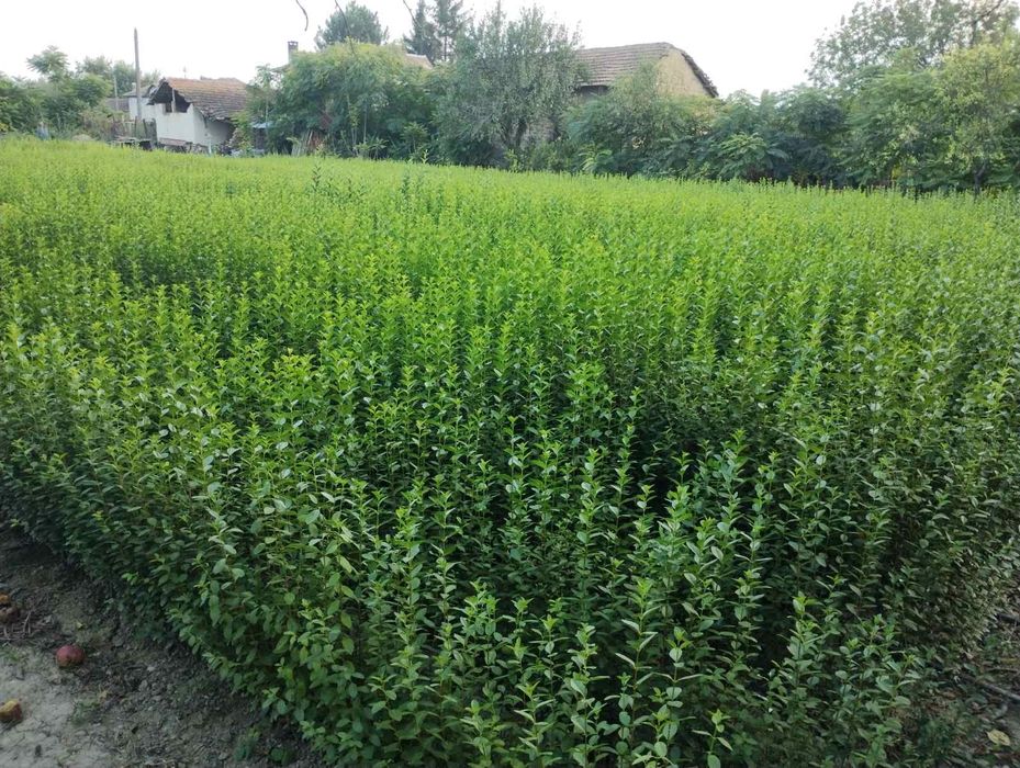 Лигуструм Овалифолиум