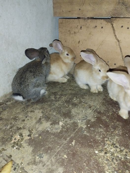 Flandir quyon bolalari 3 oylik