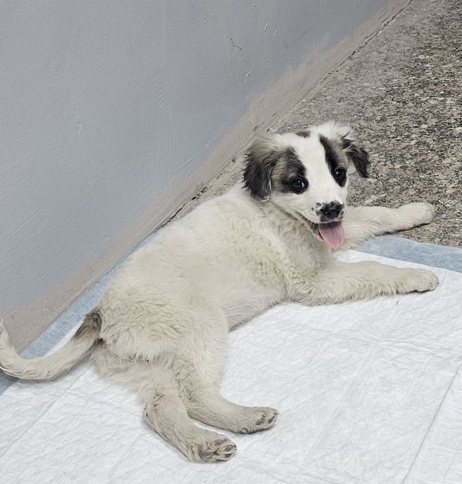 Хорошая девочка ищет дом.