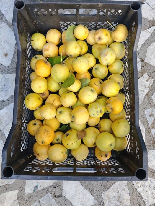 Продам недорого яблоки сорт уралка.