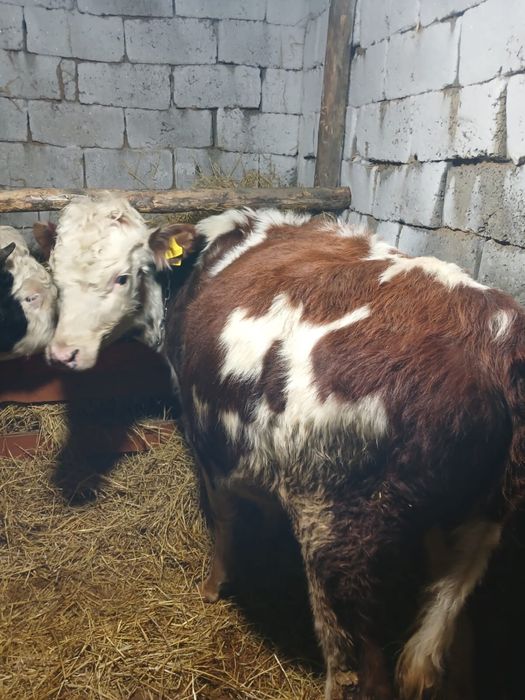 Продам быка полторагода