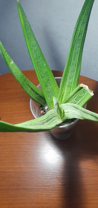 Гастерия - это декоративный суккулент