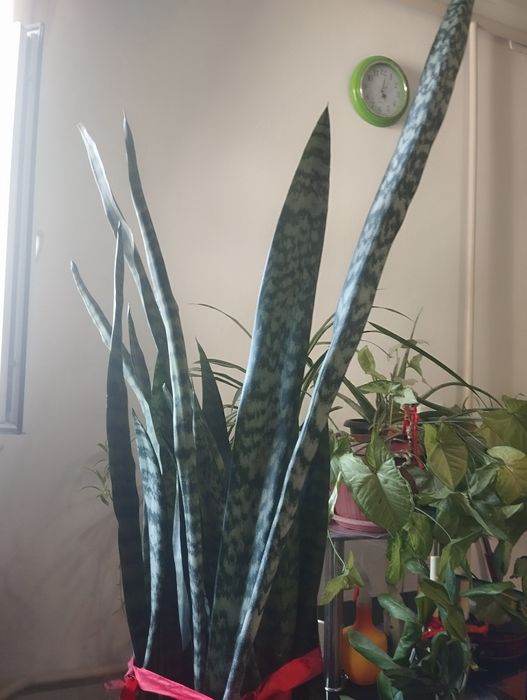 Комнатные цветы, продаю