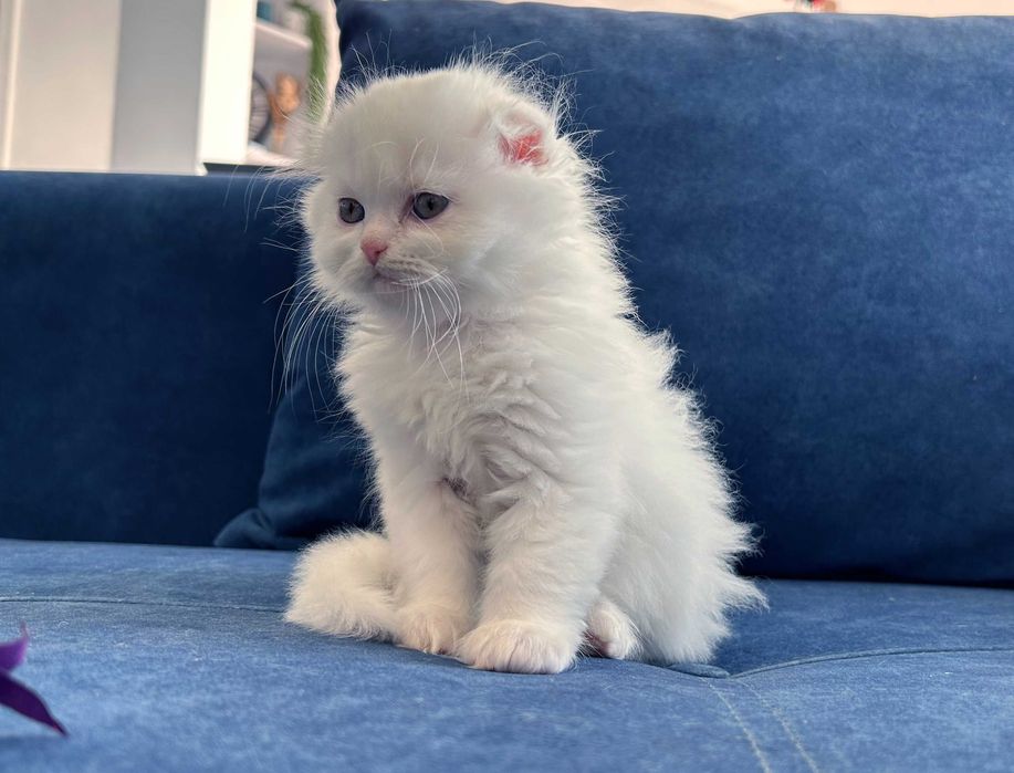 Motănel Scottish Fold Loghair, Pedigree - 2 luni