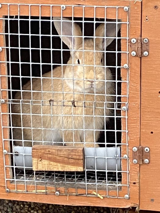 Продам молодняк крольчат