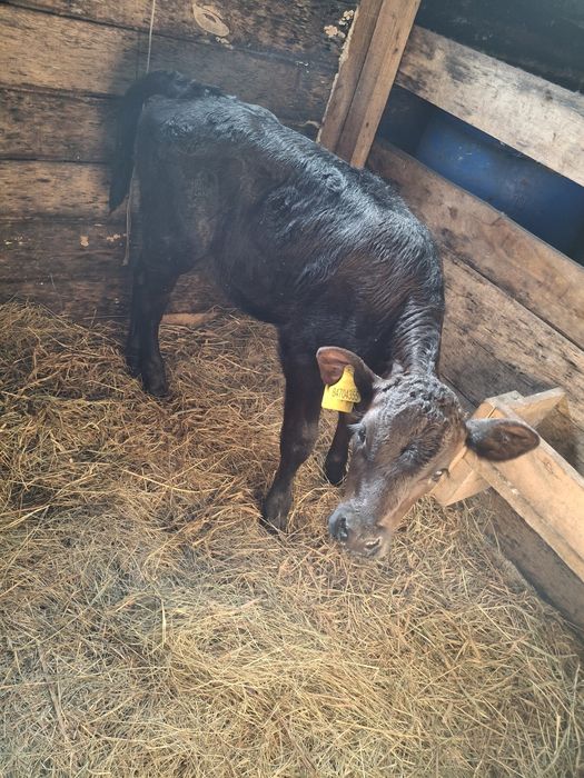 Тёлочка 1месяц подсосная