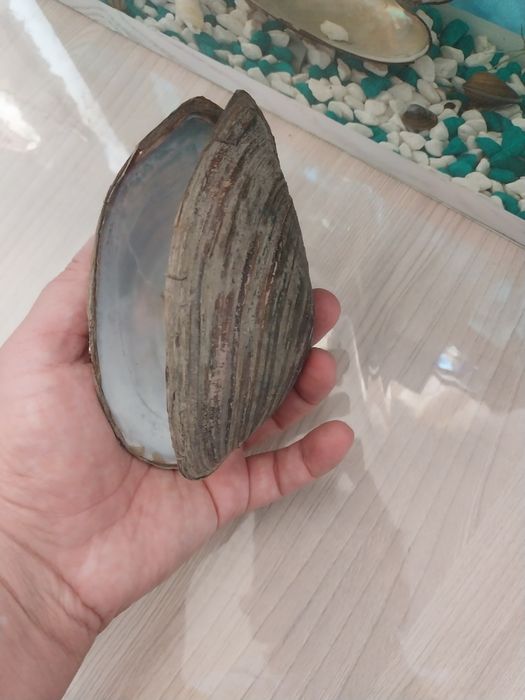 Аквариумные ракушки