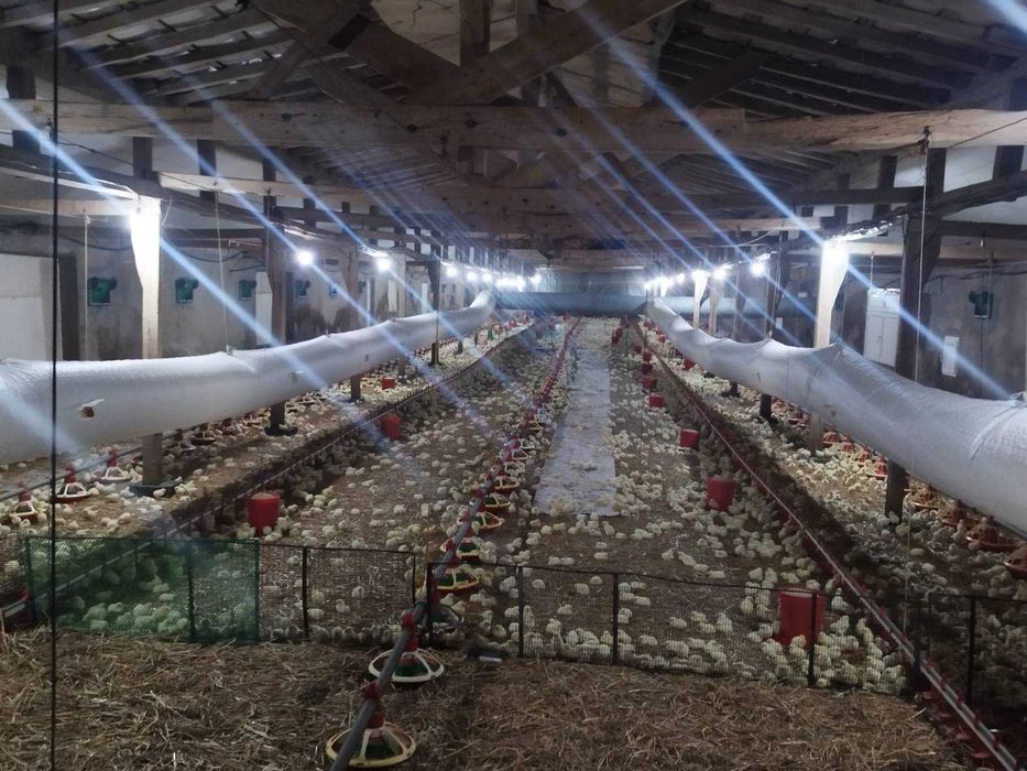 Продава се Склад в Търговище, Въбел - 1216 кв.м за 286 €/кв.м - Снимка #10