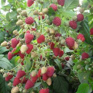 Малина Делнива, Маравилла, Энросадира, Полка, Полана