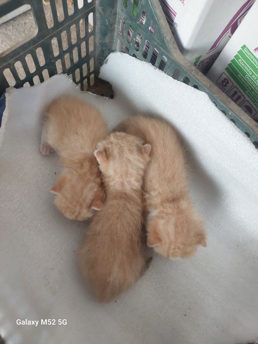 zottor muwu parodasini aniq blmiman