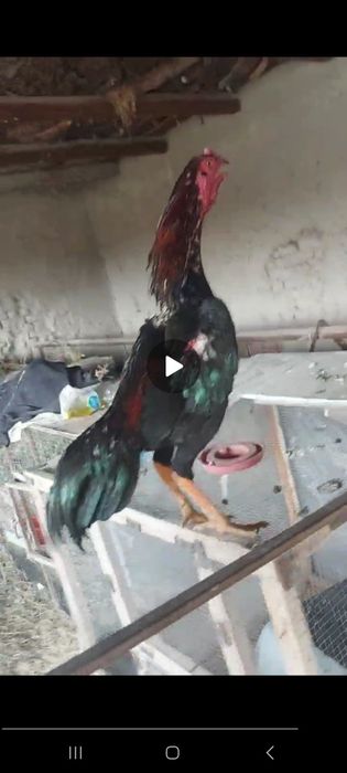 Дакан хуроз сотилади