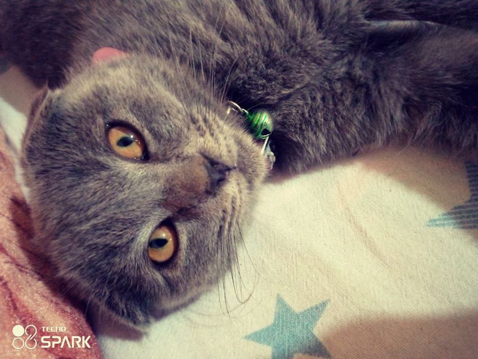 Мушук еколган Андижон шахар 2Андижон топканга суюнчи бор