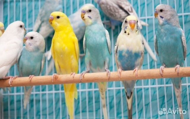 Продажа попугай волнистые срочно продам