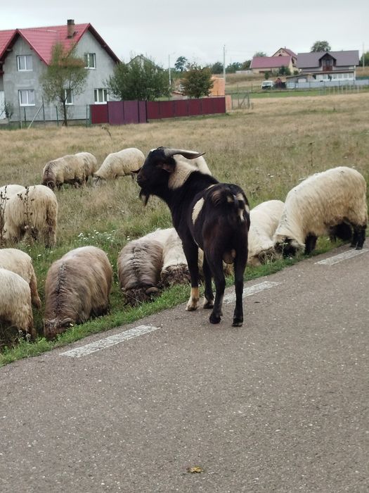 Schinb țap mior cu găini de raza